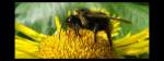 Insekten und Spinnen Hummeln - Immer im Einsatz... 'Hummeln fliegen im Gegensatz zu Bienen auch bei schlechtem Wetter Bl�ten an, um das �berleben ihres Volkes zu sichern.' Quelle: Wikipedia