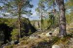 Norrbotten Muddus-Nationalpark n�rdlich von Jokkmokk in Lappland (24.7.2007)2