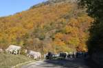 Nutztiere Eine Kuhherde zieht durch ein Kastanienhain im Monti Picenti; 10.11.2007