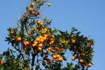 Die Krone eines Orangenbaums. ...  Andr� Breutel 28.01.2008