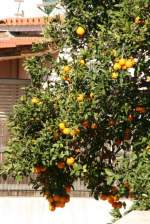 Ein vollbeh�ngter Orangenbaum auf ...  Andr� Breutel 28.01.2008