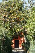Orangenb�ume an einem Hofeingang ...  Andr� Breutel 31.01.2008