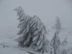 Harz Ein WInterzauber auf dem Brocken am 2.2.2008
