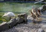 Des R�tsels L�sung: Ein gro�er wei�er Vogel versucht mit seinem ...