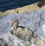 Genfer See Ein Spatz am Genfersee...
(Januar 2008)