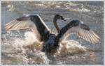 V�gel, Wasserv�gel Badespa� am Rhein - Wildlebender Schwan fotografiert am Rhein in Duisburg-Homberg