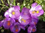 Bl�ten- und Kleinpflanzen Fr�hlingsblume in in unserem Garten 09-02-2008.
