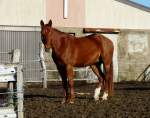 Nutztiere Bei einem Bauernhof in Alscheid (Luxemburg) habe ich dieses Pferd im Bild festgehalten am 06.01.08.