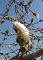Fr�hling Der Fr�hling ist nicht mehr fern.
(17.02.2008)