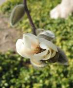 Fr�hling Die w�rmende Sonne l�sst Knospen aufbl�hen.
(17.02.2008)