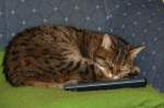 Haustiere ' Der Fernseh bleibt heute aus ' . Katze belagert die Fernbedienung. 