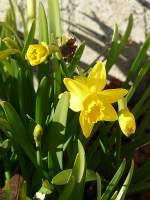 Bl�ten- und Kleinpflanzen Obwohl Ostern dieses Jahr sehr fr�h f�llt, konnten die Narzissen (auch Osterblumen genannt) in unserem Garten nicht so lange warten. Foto aufgenommen in Erpeldange/Wiltz (Luxemburg) am 19.02.08.