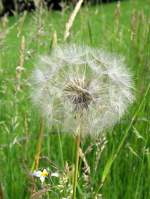 Bl�ten- und Kleinpflanzen Pusteblume - bl�hender L�wenzahn; 05.06.2007
