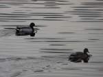 Am Abend des 23.02.08 beeilen sich die Enten auf dem ...