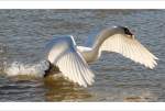 Dieser Schwan hat ein St�ck Br�tchen ergattert und macht sich ...