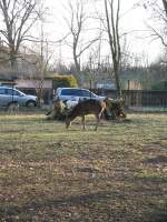 Zootiere Damhirsch