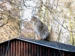 Zootiere Ein Luchs d�st im Luchsgehege dahin, 24.02.08