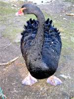 V�gel, Wasserv�gel Schwarzer Schwan