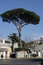Eine Pinie in Anacapri. ...  Andr� Breutel 25.02.2008