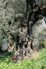 Ein Olivenbaum in Lauro. ...  Andr� Breutel 25.02.2008