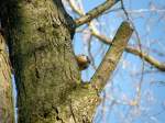 Vogel 24.02.08   ...