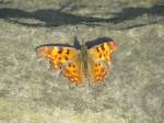 C-Falter (Polygonia ...  Klaus Muhs 13.03.2007