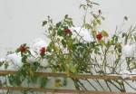 Rosen bl�hen mitten im ...  Gerd Simmer 29.03.2008