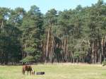 Der Spreewald ...  Thomas Wendt 10.02.2007