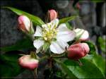 Apfelbl�te - Spalierobst am ...  Marina Frintrop 13.04.2008