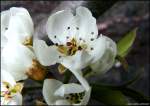Endlich Fr�hling - Birnenbl�ten ...  Marina Frintrop 13.04.2008