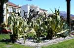 Muralto Uferpromenade mit Agaven ...  Manfred M�ldner 22.04.2008