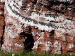 Die Lummenfelsen an der Nordwest-K�ste von Helgoland, aufgenommen am 16.05.2008 ...