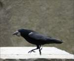 Schmidtchen Schleicher oder auch das Kr�melmonster unter den Raben - ...