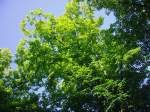 Ein sonnenbeschienener Baum im ...  Lilian Peiffer 29.06.2008