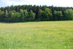 Kunterbunte Fr�hlingswiese, Burkhardtsdorf 17.05.08   ...