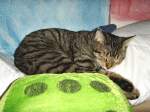 Haustiere Katze mit W�rfel
Juni 2008