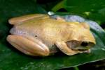 Amphibien Weissbart-Ruderfrosch am 14.06.2008 in Wilhelma/Stuttgart 