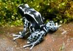 Amphibien F�rberfrosch am 14.06.2008 in Wilhelma/Stuttgart 