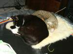 Haustiere Kater Sch�tzchen und Mausi