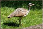 V�gel, Wasserv�gel Senegaltrappe am 18.06.2008 in Wilhelma/Stuttgart