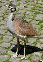V�gel, Wasserv�gel Senegaltrappe am 18.06.2008 in Wilhelma/Stuttgart