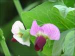 Bl�ten- und Kleinpflanzen Erbsenbl�ten aufgenommen am 30.06.08. (Jeanny)