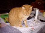 Haustiere Kater HENRY
mal wieder auf dem Tisch
