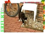 Haustiere Kater Sch�tzchen im Hof