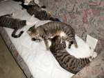 Haustiere Katzenwelt
2007