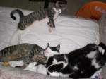Haustiere Katzenversammlung
2007