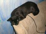 Haustiere Kater Knuterich
2007