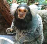 Zootiere L�wenkopf�ffchen in D�sseldorf am 22.06.2008