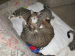 Haustiere Katzenbande
2007