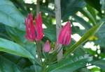 Bl�ten- und Kleinpflanzen Pavonia am 08.06.2008 in Wilhelma/Stuttgart